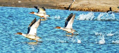 江苏南通启东长江口（北支）湿地：江海之畔有一个生物乐园(图1)
