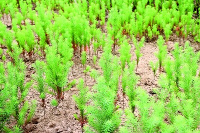 江苏南通启东长江口（北支）湿地：江海之畔有一个生物乐园(图2)