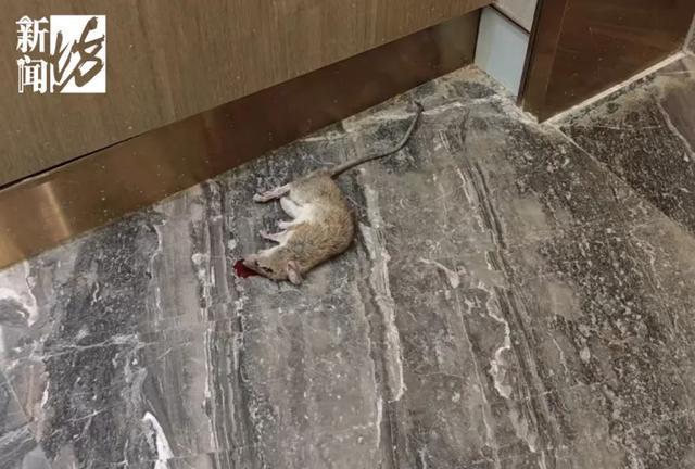 上海阿姨住3600万豪宅却每天痴迷捡垃圾！楼道堆满垃圾邻居被逼得卖房(图3)
