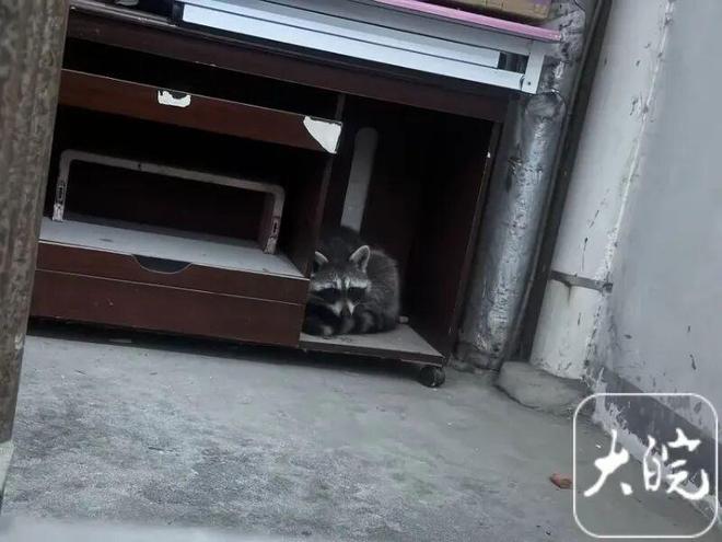 垃圾桶总在半夜被翻得乱七八糟!合肥这小区现“神秘小动物”!竟是外来入侵物种…