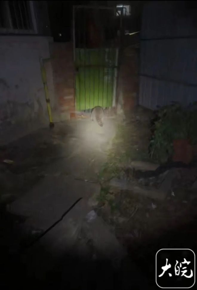 垃圾桶总在半夜被翻得乱七八糟！合肥这小区现“神秘小动物”！竟是外来入侵物种…(图5)
