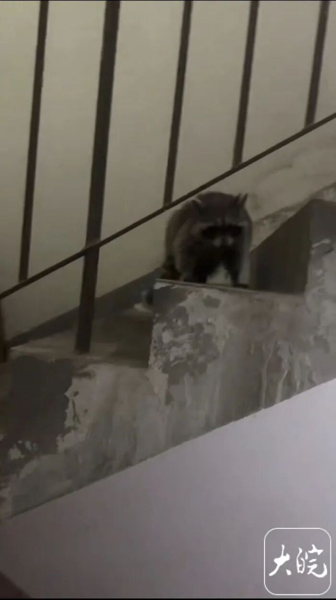 垃圾桶总在半夜被翻得乱七八糟！合肥这小区现“神秘小动物”！竟是外来入侵物种…(图4)