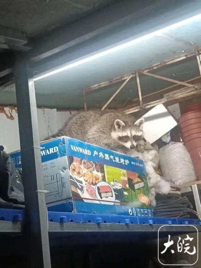 垃圾桶总在半夜被翻得乱七八糟！合肥这小区现“神秘小动物”！竟是外来入侵物种…(图3)