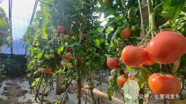 七里河区丨黄河为脉 县域为基 绘就黄河岸边宜居宜业新图景(图2)