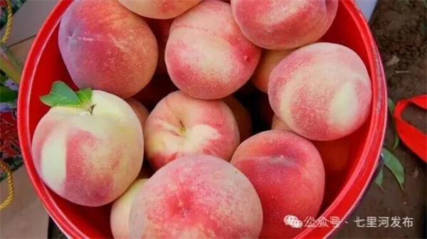 七里河区丨黄河为脉 县域为基 绘就黄河岸边宜居宜业新图景(图4)