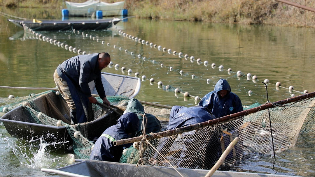 党媒联动｜黄河好鱼知道(图7)